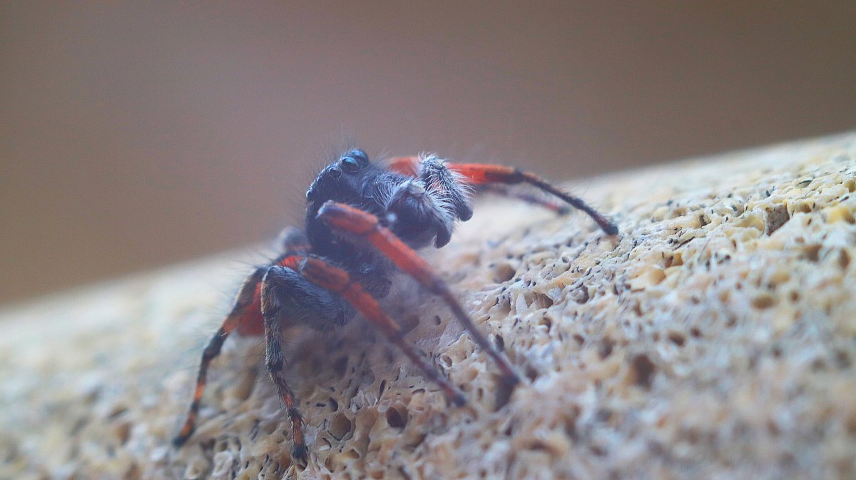 爬行大蜘蛛图片