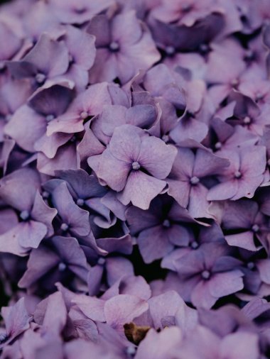 紫色薰衣草花背景图片 高清图片