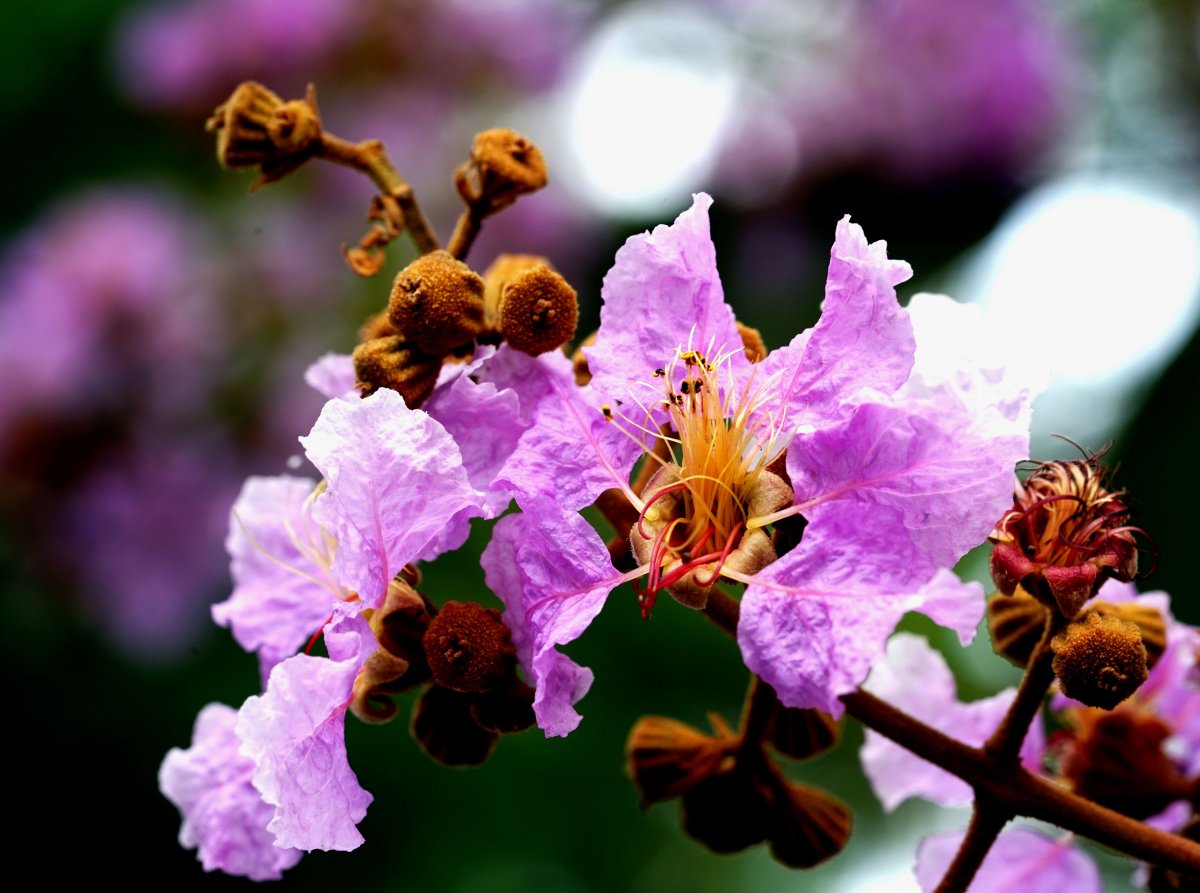 紫薇花花朵圖片