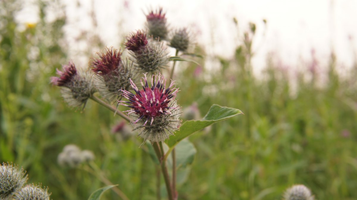 淡雅紫色牛蒡花图片 高清图片