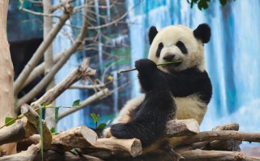树堆上的大熊猫图片
