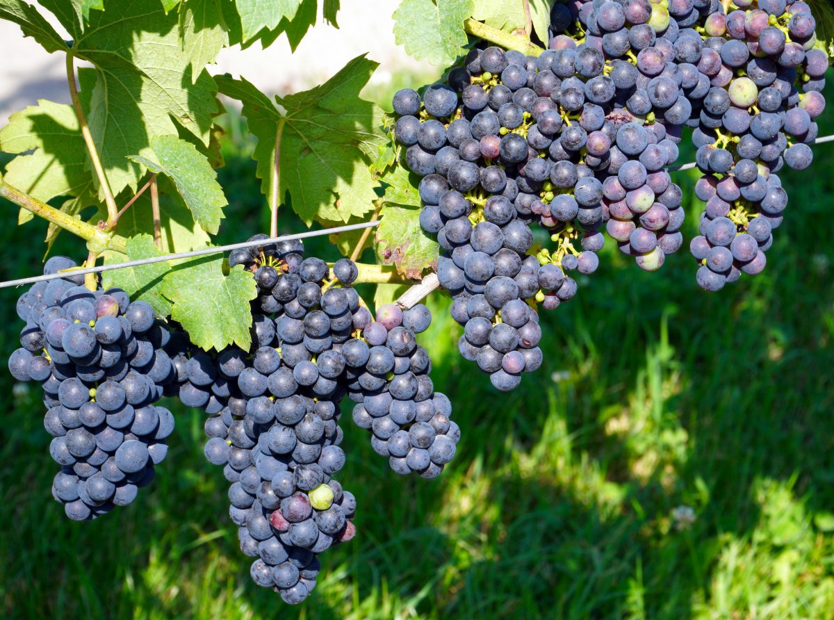 成新鲜葡萄图片