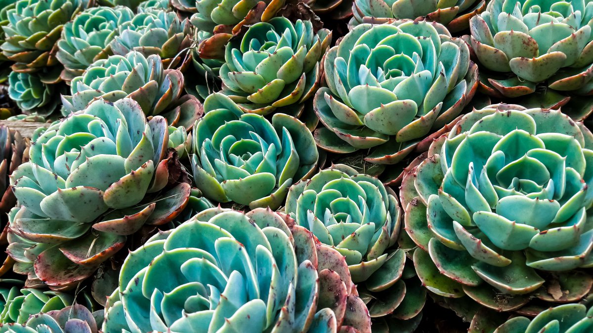 花园多肉植物观赏图片 高清图片