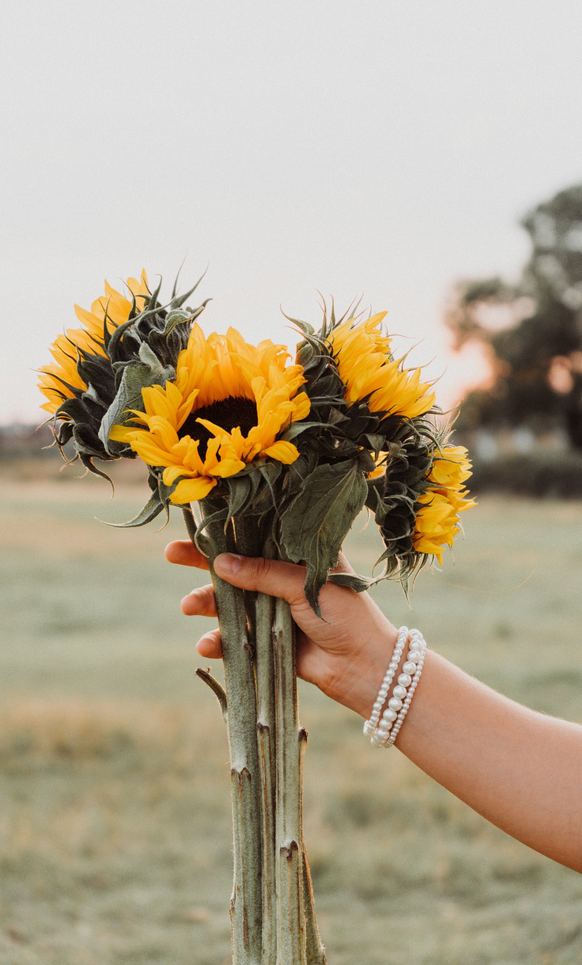 手持向日葵花束图片