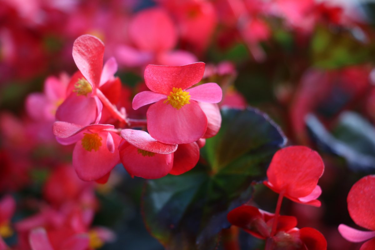 红色秋海棠花图片 高清图片
