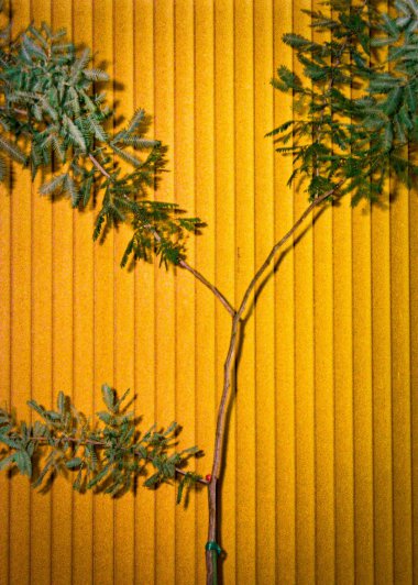 黄色墙壁与绿叶树枝图片