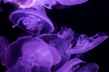 透明漂亮的水母图片