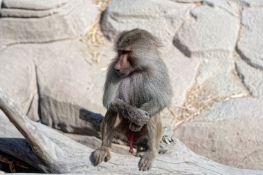 动物园里的猿猴图片