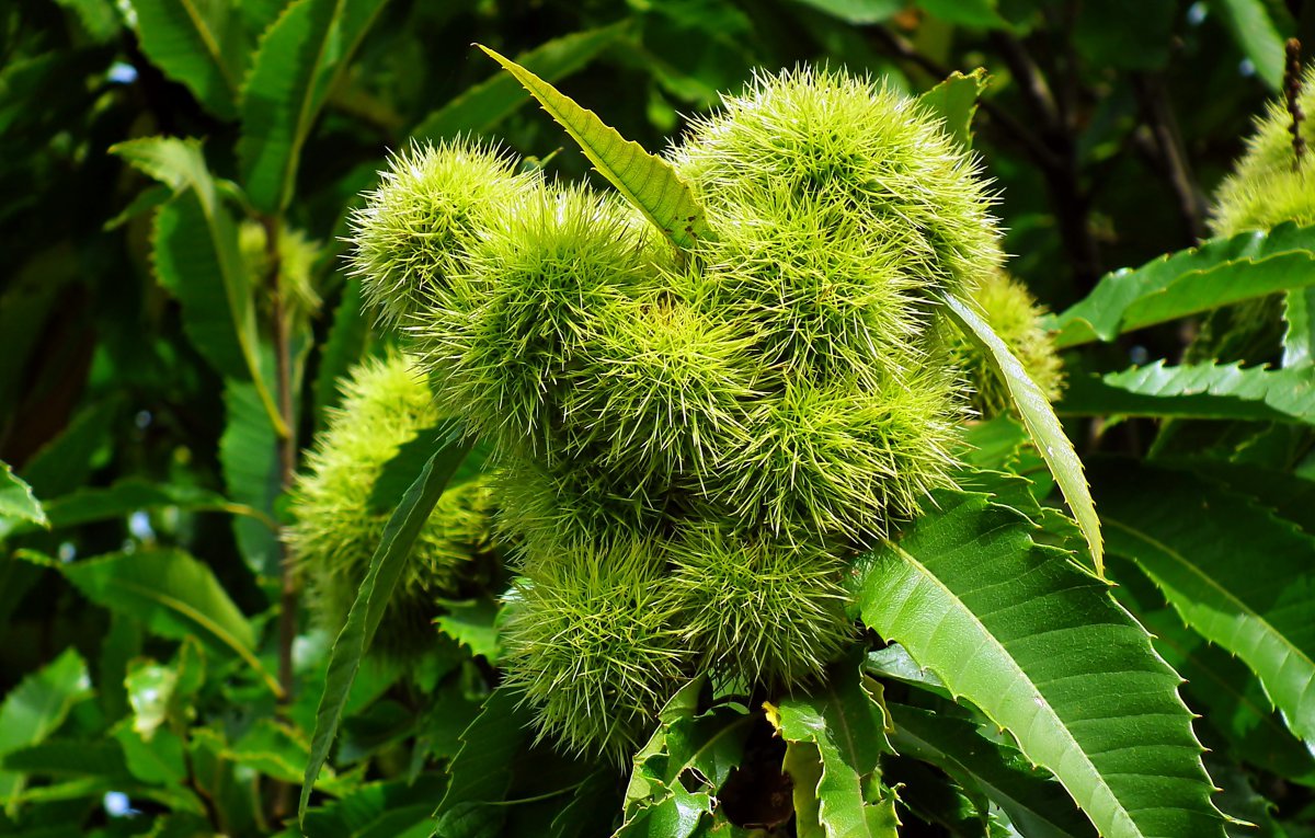 树上绿色板栗图片,高清图片