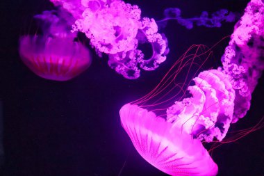 水族馆玫瑰色海蜇图片