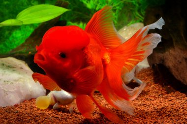 漂亮红色金鱼图片