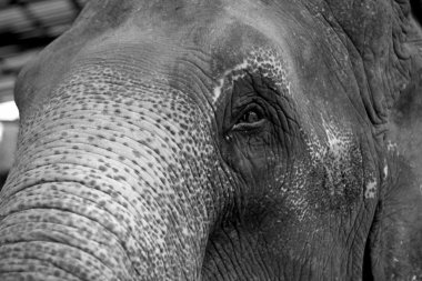 敦厚的大象眼部图片