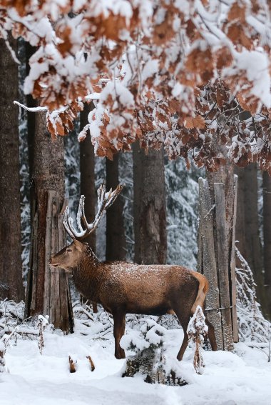 冬季树林雪景动物图片