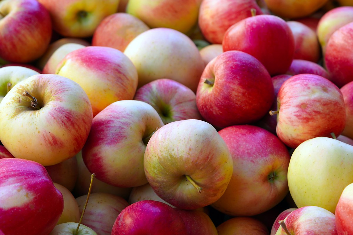 成嘎啦果苹果图片