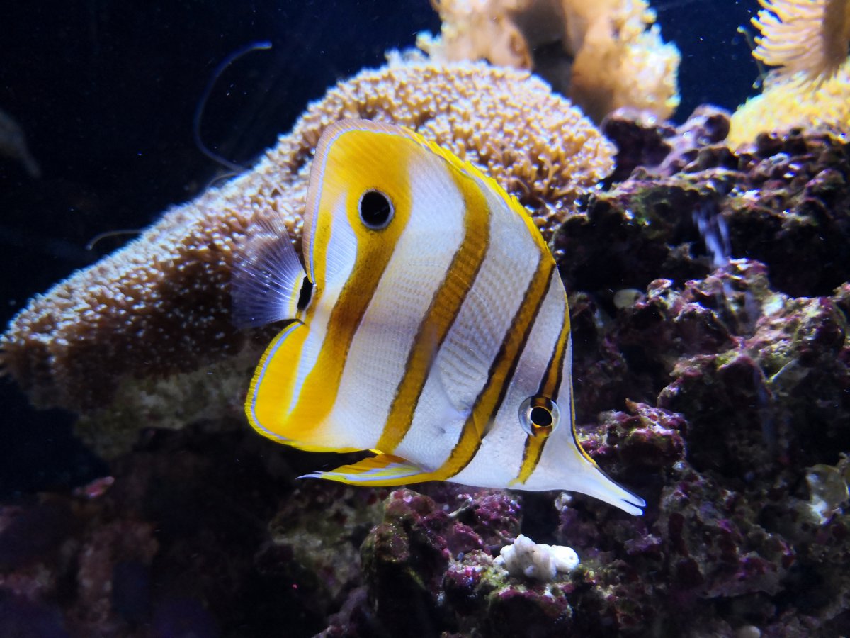海洋黄色条纹小鱼图片