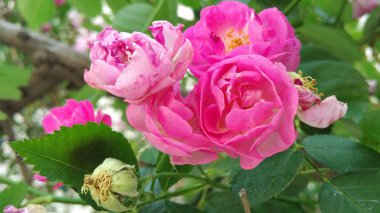 成熟玫瑰花朵图片