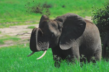 草地巨型大象图片