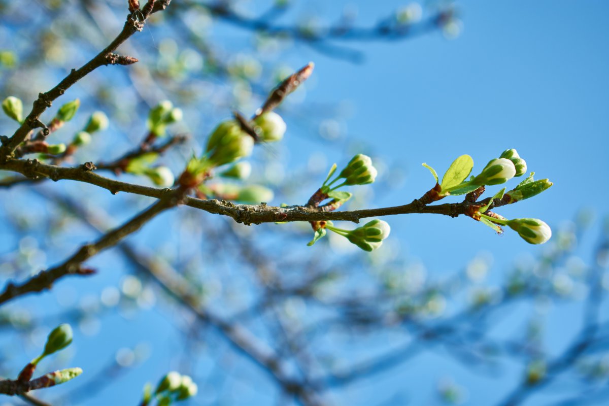 春天发芽的树木图片