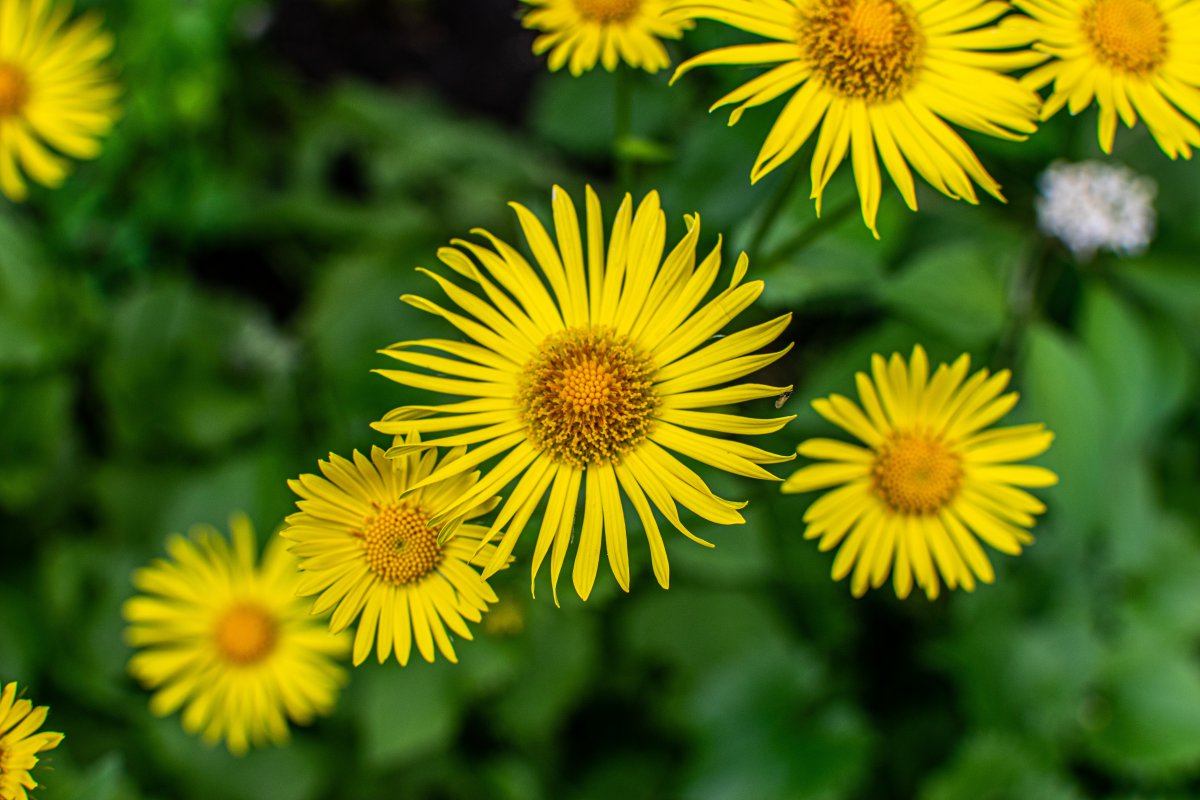 春天黄色野雏菊的图片