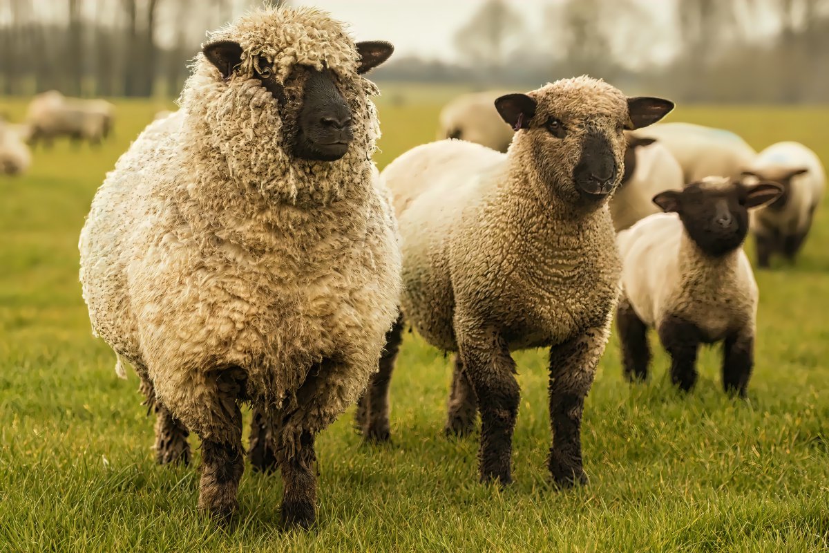 放养羊羔群图片