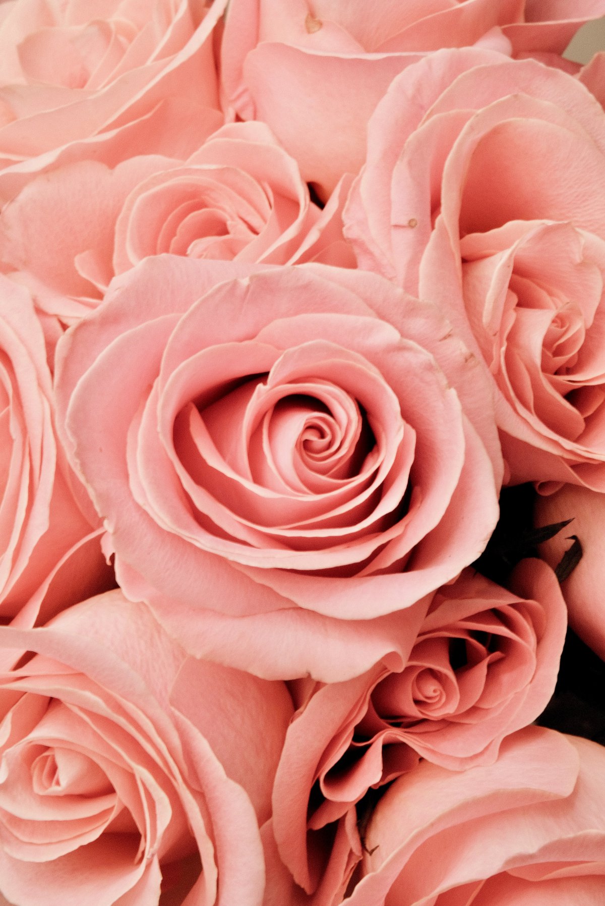 粉色玫瑰图片大全大图图片