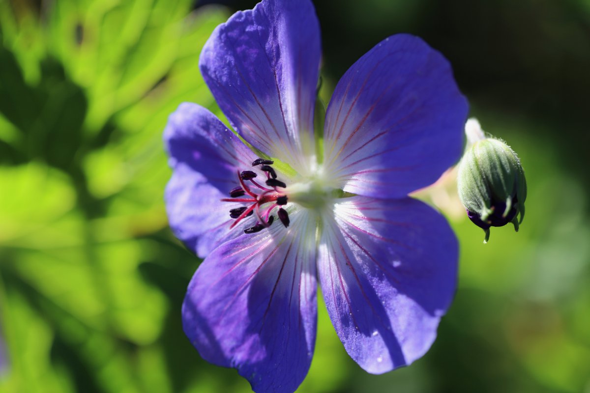 草甸天竺葵花图片