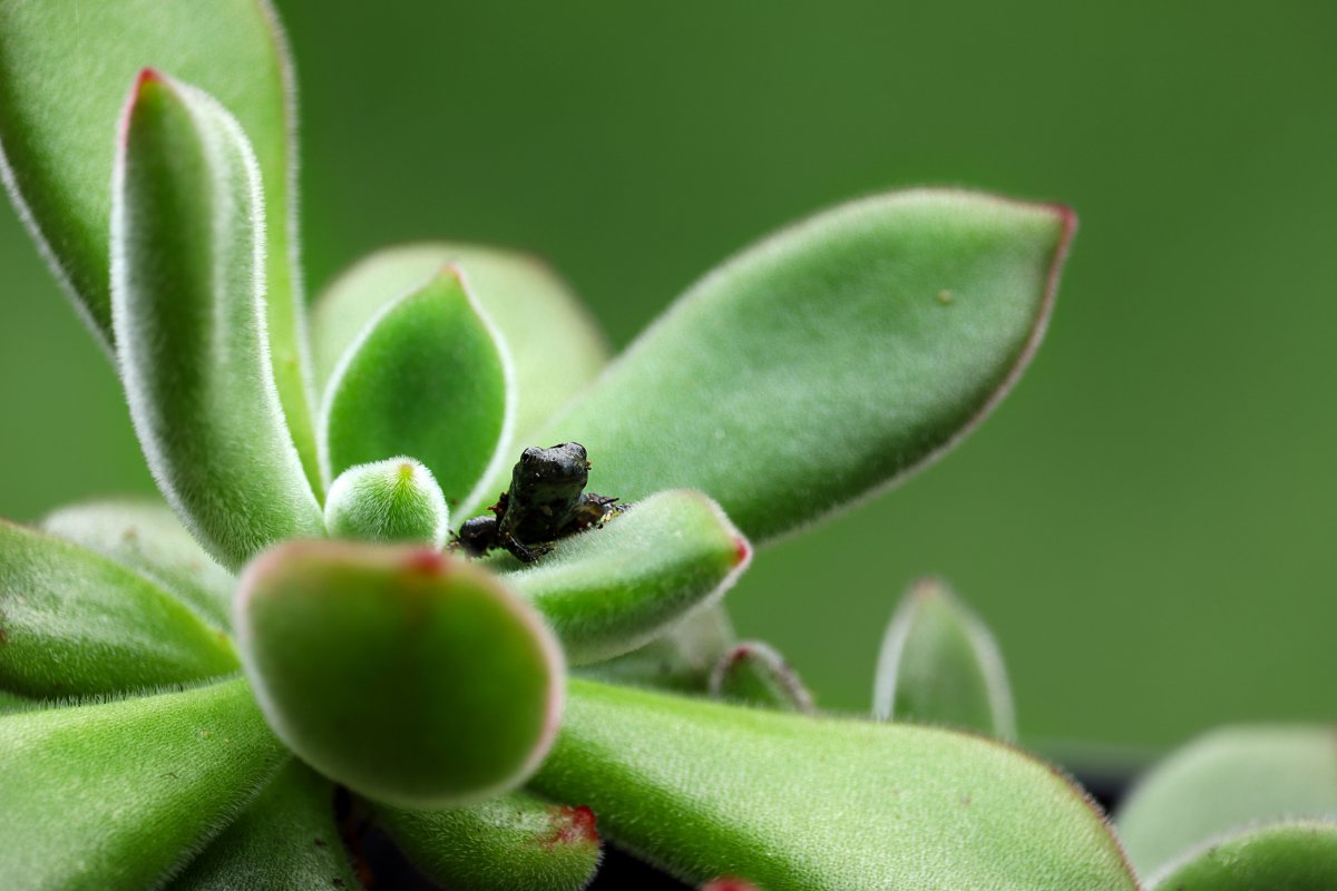 多肉微景观图片欣赏