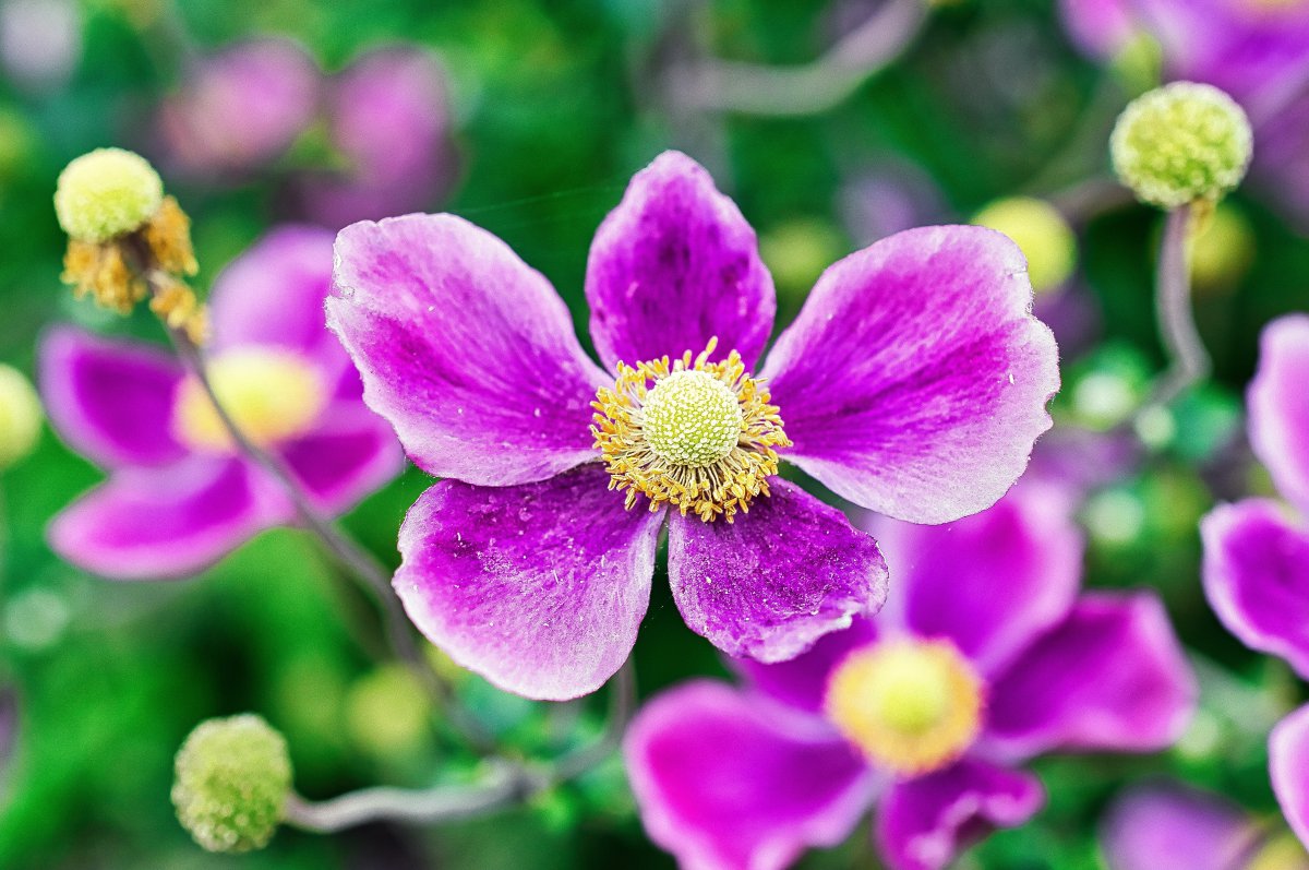 海葵花开放近景特写图片,高清图片