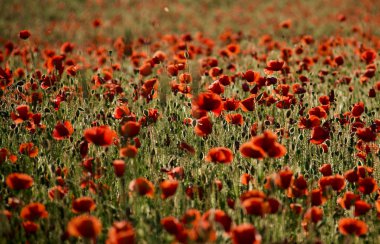 罂粟花图片 花草图片 高清图片