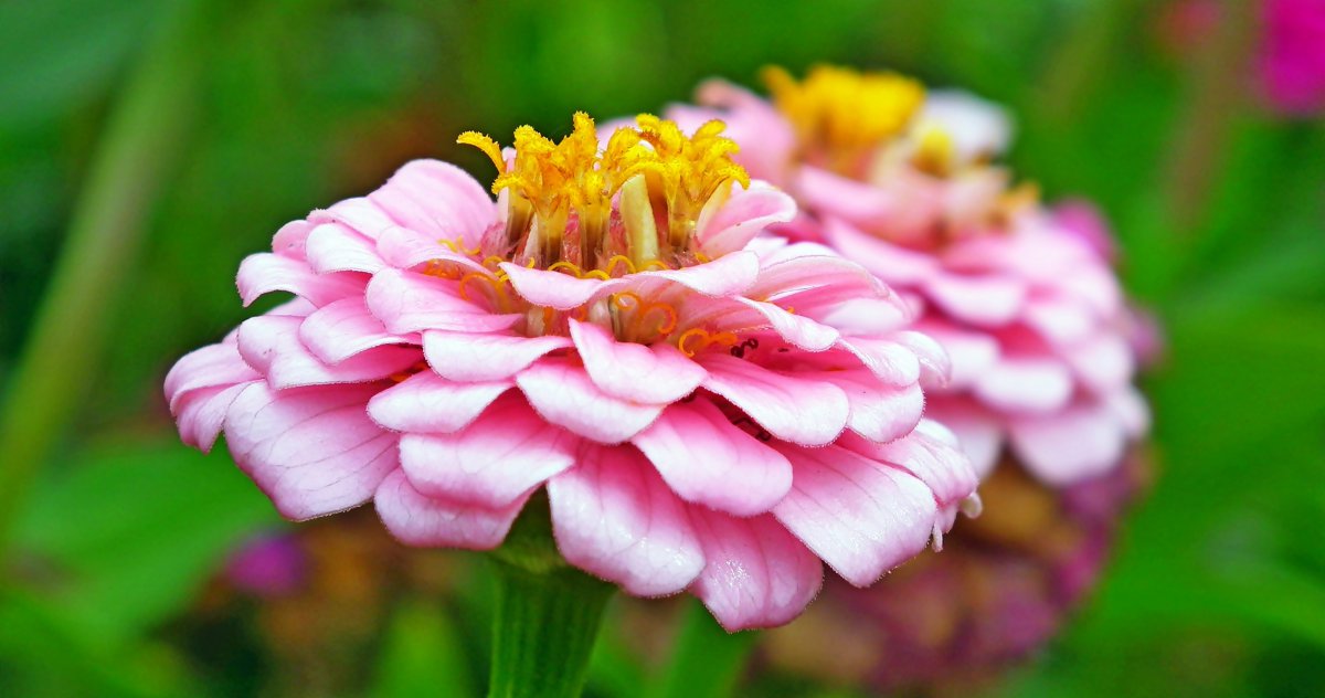 百日草开花的微距图片