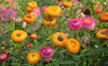 花的图片 花草图片 高清图片