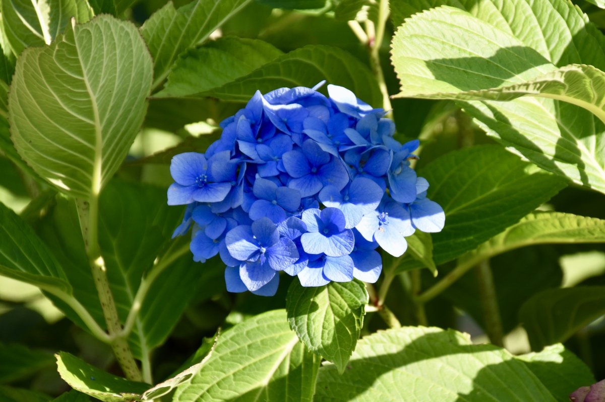 藍色繡球花花瓣圖片,高清圖片