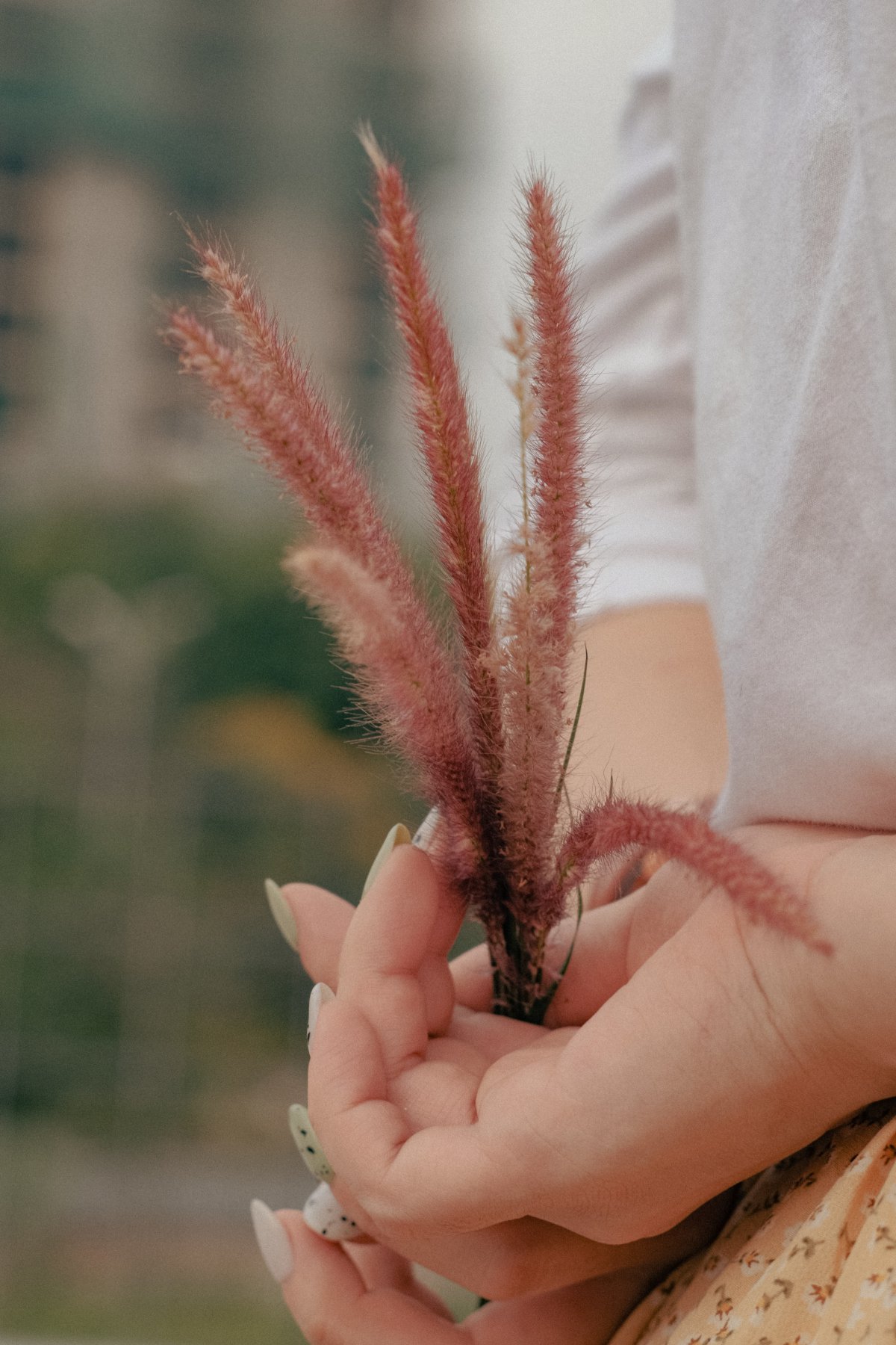 手拿狗尾巴草图片