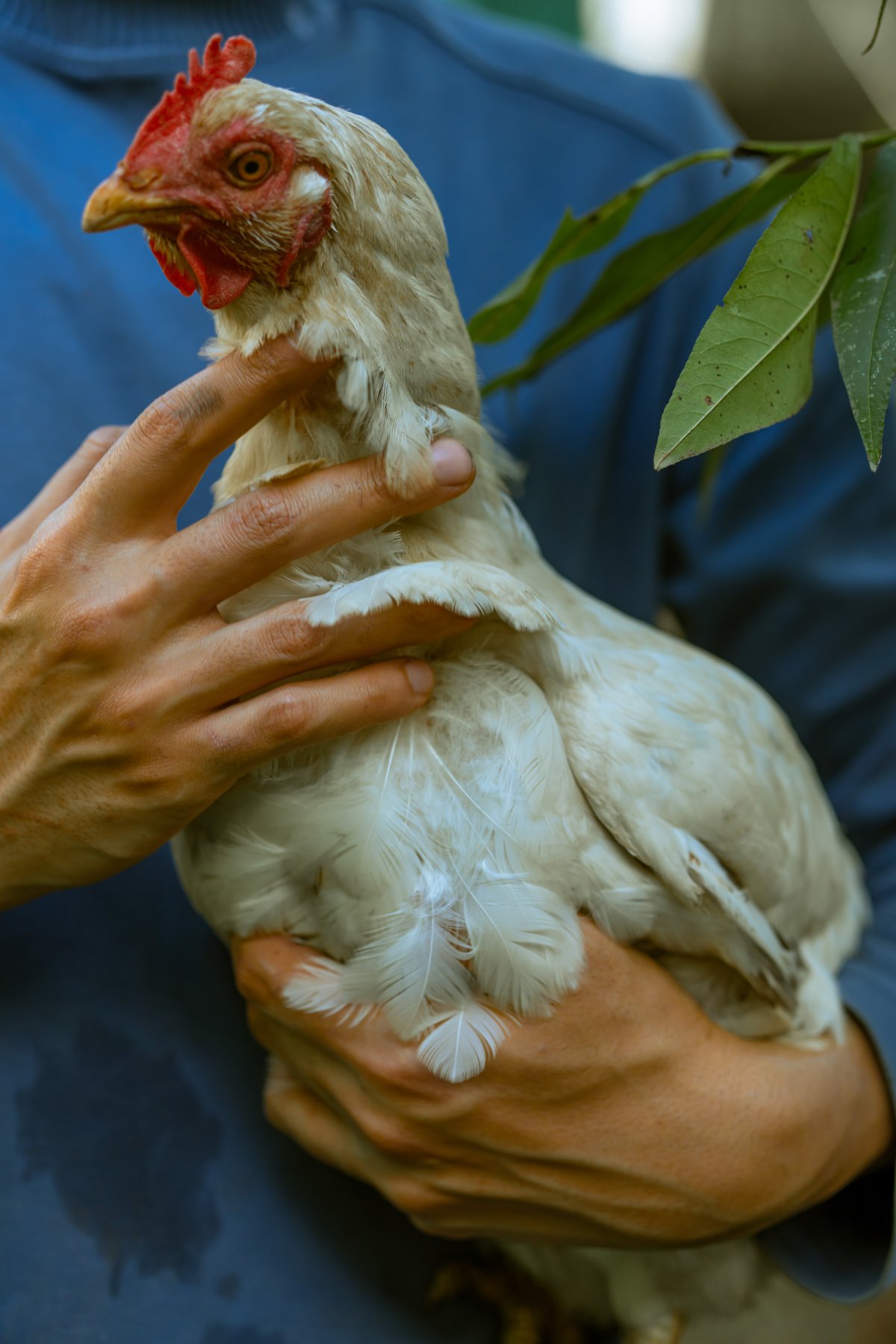 男生抱老母鸡图片
