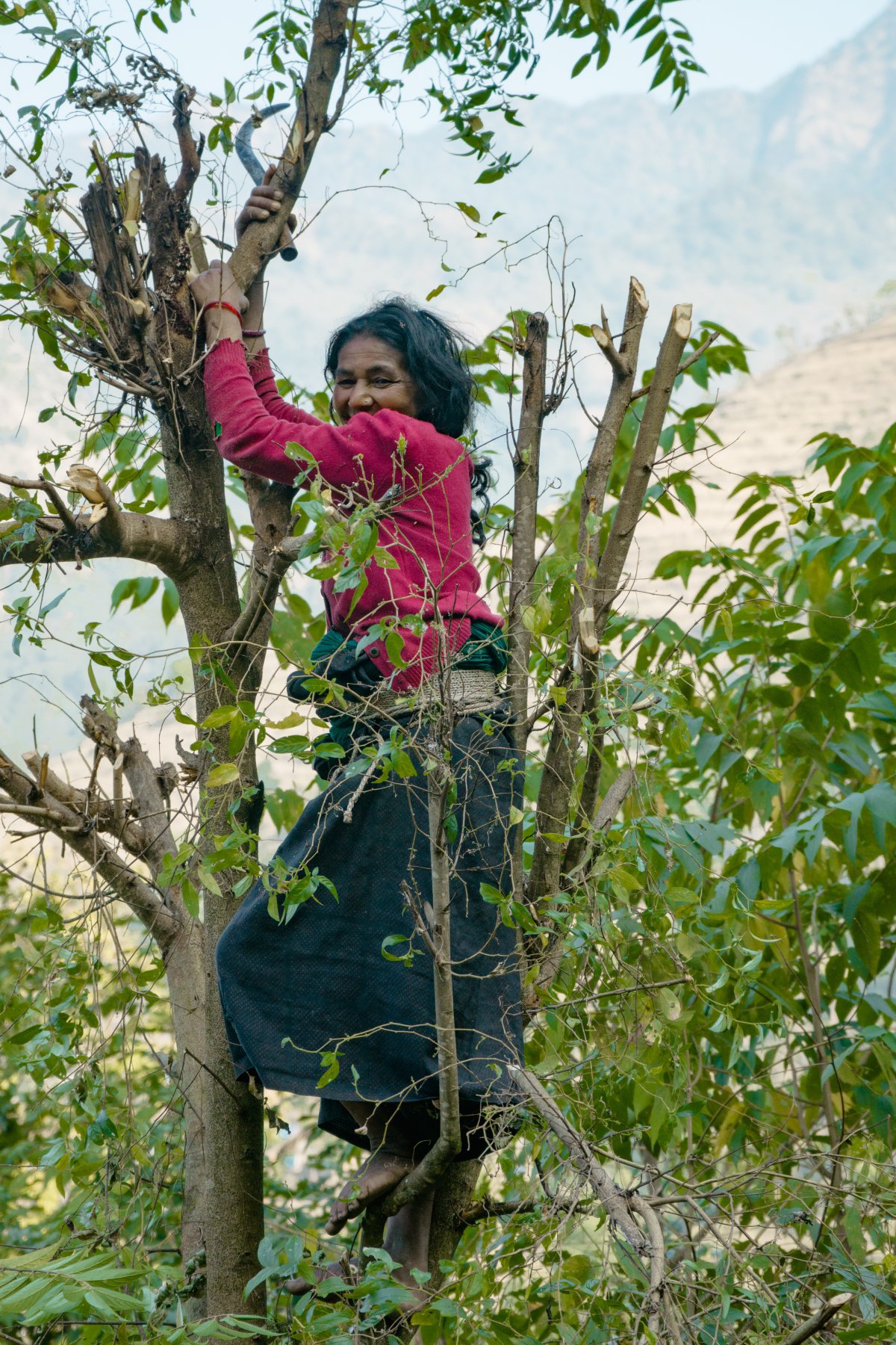 树上的女人图片