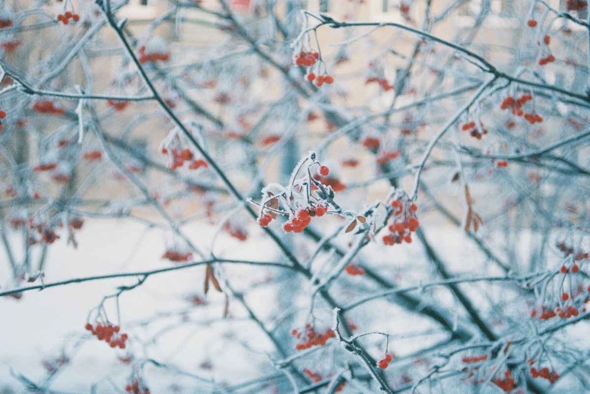 冬天植物照片图片