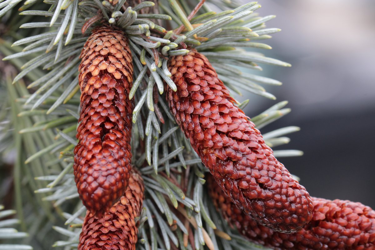 云杉松果图片