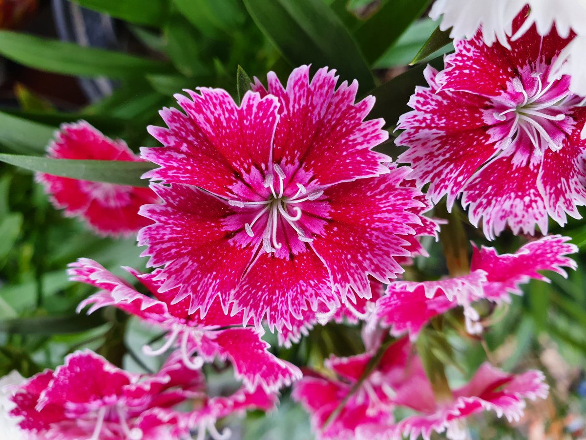 报春花盛开的图片高清