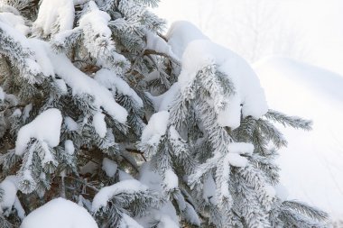 冬季树木积雪图片高清
