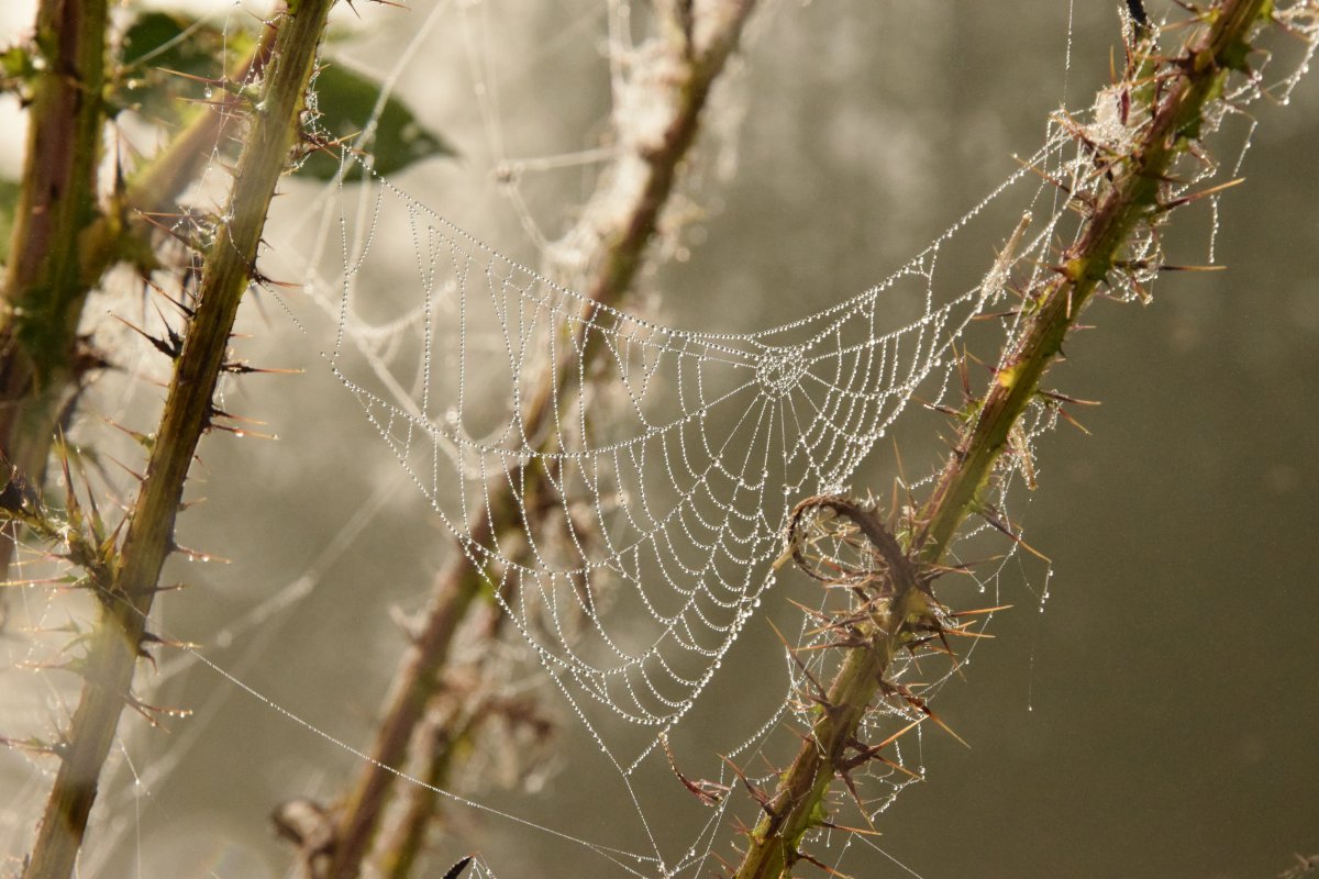 丝丝透明的蜘蛛网图片
