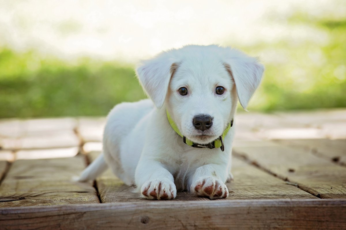 可爱的拉布拉多猎犬幼犬图片