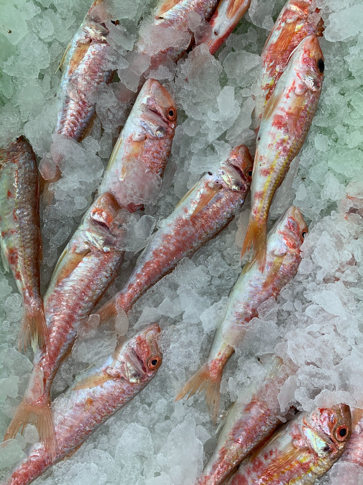 味道鲜美的红鲻鱼图片