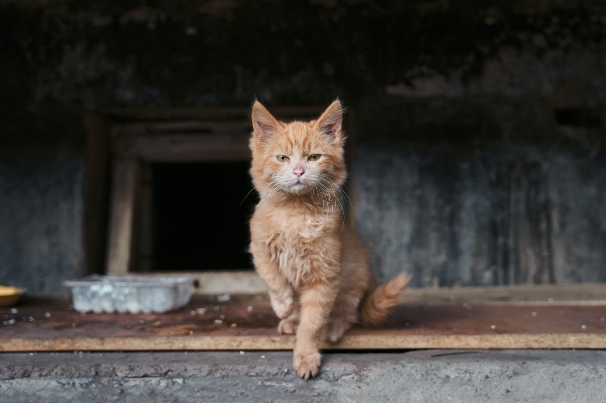 猫咪图片