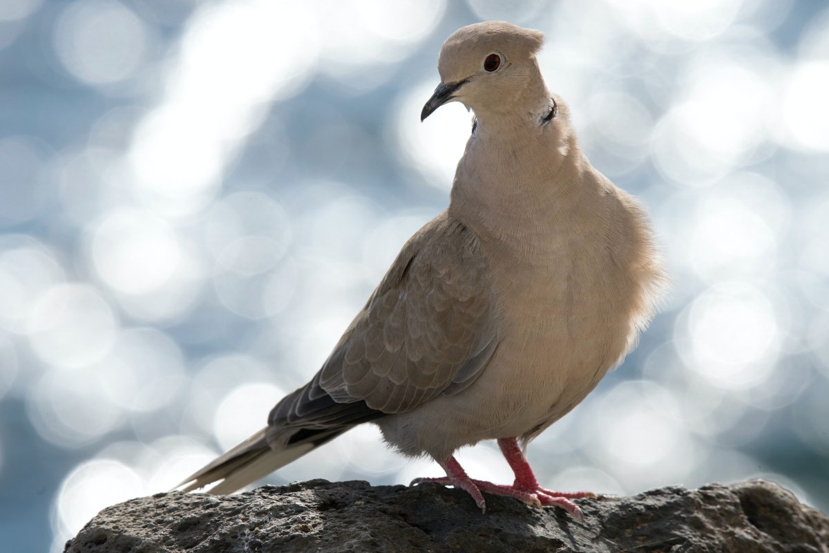 溫順的灰斑鳩圖片