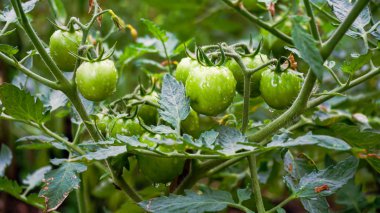 菜园未成熟的绿色西红柿图片