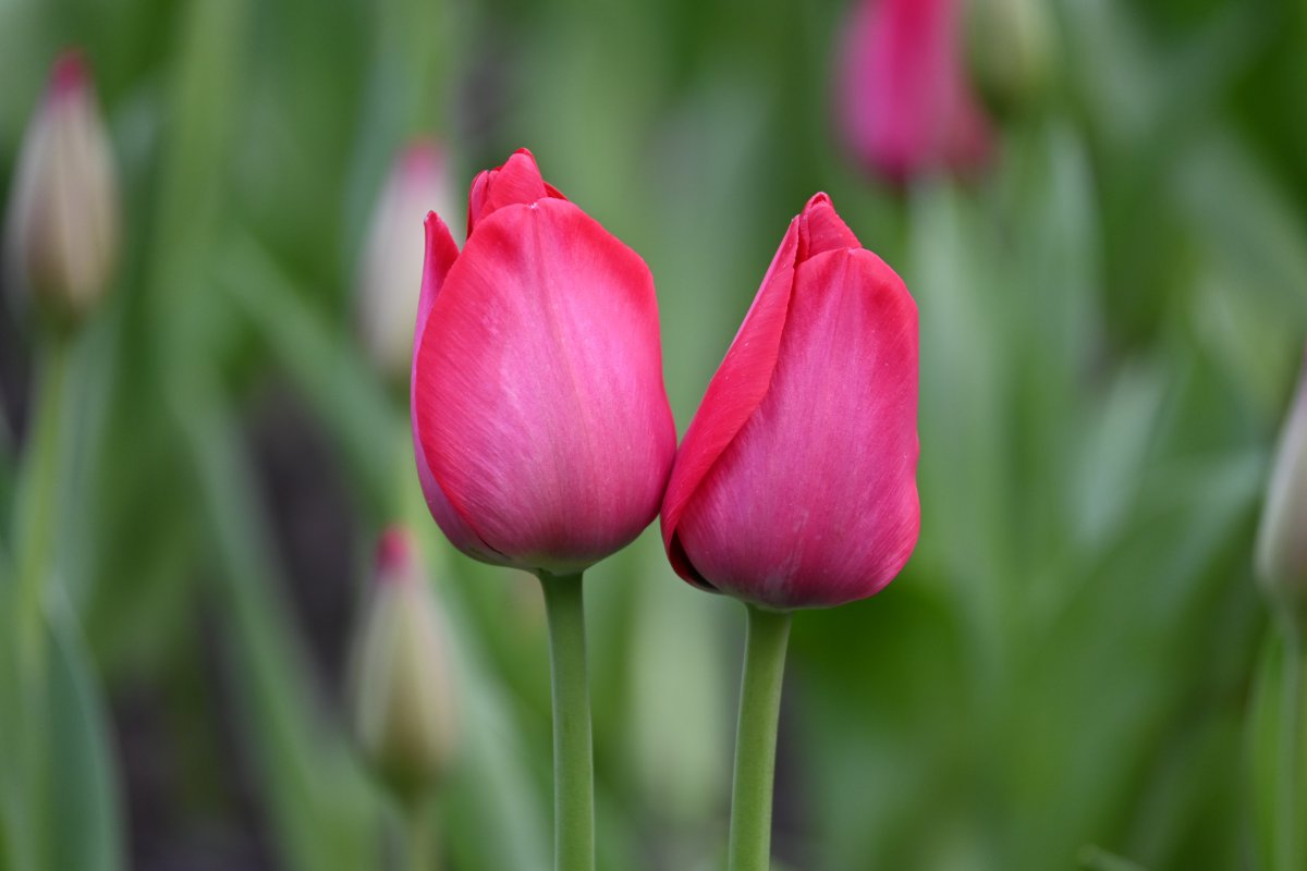郁金香花花蕾壁纸图片