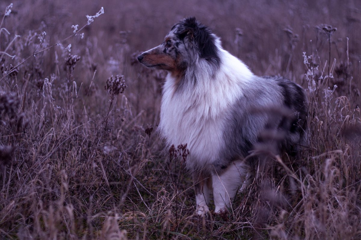 黑白原野牧羊犬圖片