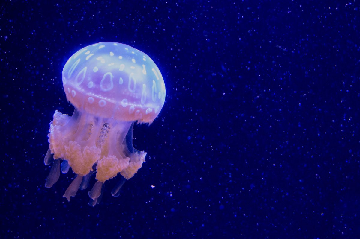 海洋馆好看海蜇图片