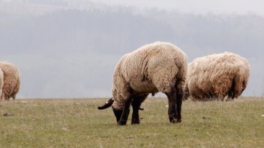 秋季放养羊群的图片