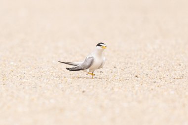 沙滩上的海鸟图片